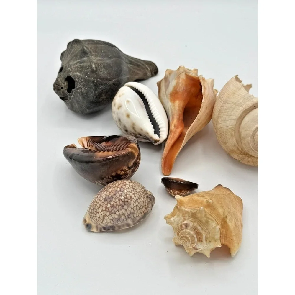 Mixed Seashell Lot Conch Cowrie Ocean Shells Assorted Beach Decor Craft Display